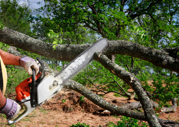 Newington, VA Tree Care Company